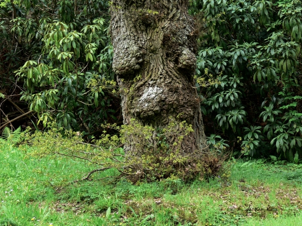 Bois des Moutiers (74) Mai 2012